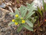 род Alyssum. Цветущее растение. Украина, г. Запорожье, восточная окраина, долина р. Мокрая Московка, луговая степь, каменистый участок. 16.04.2017.