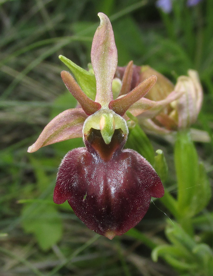 Изображение особи Ophrys mammosa ssp. caucasica.