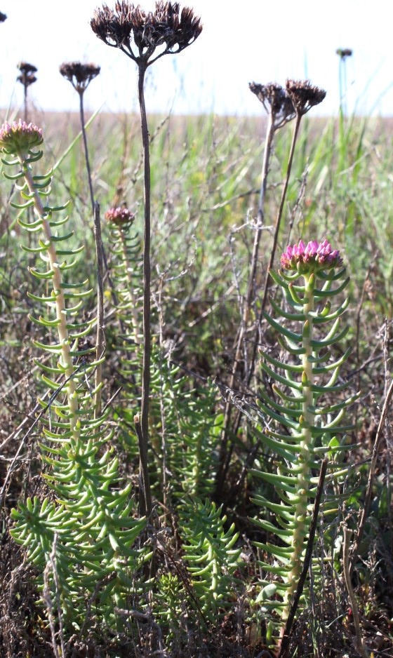 Image of Pseudosedum lievenii specimen.