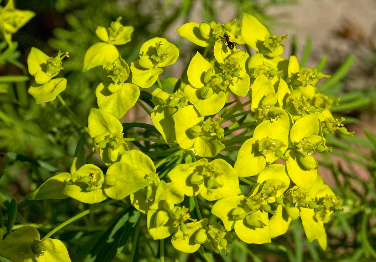 Изображение особи Euphorbia cyparissias.