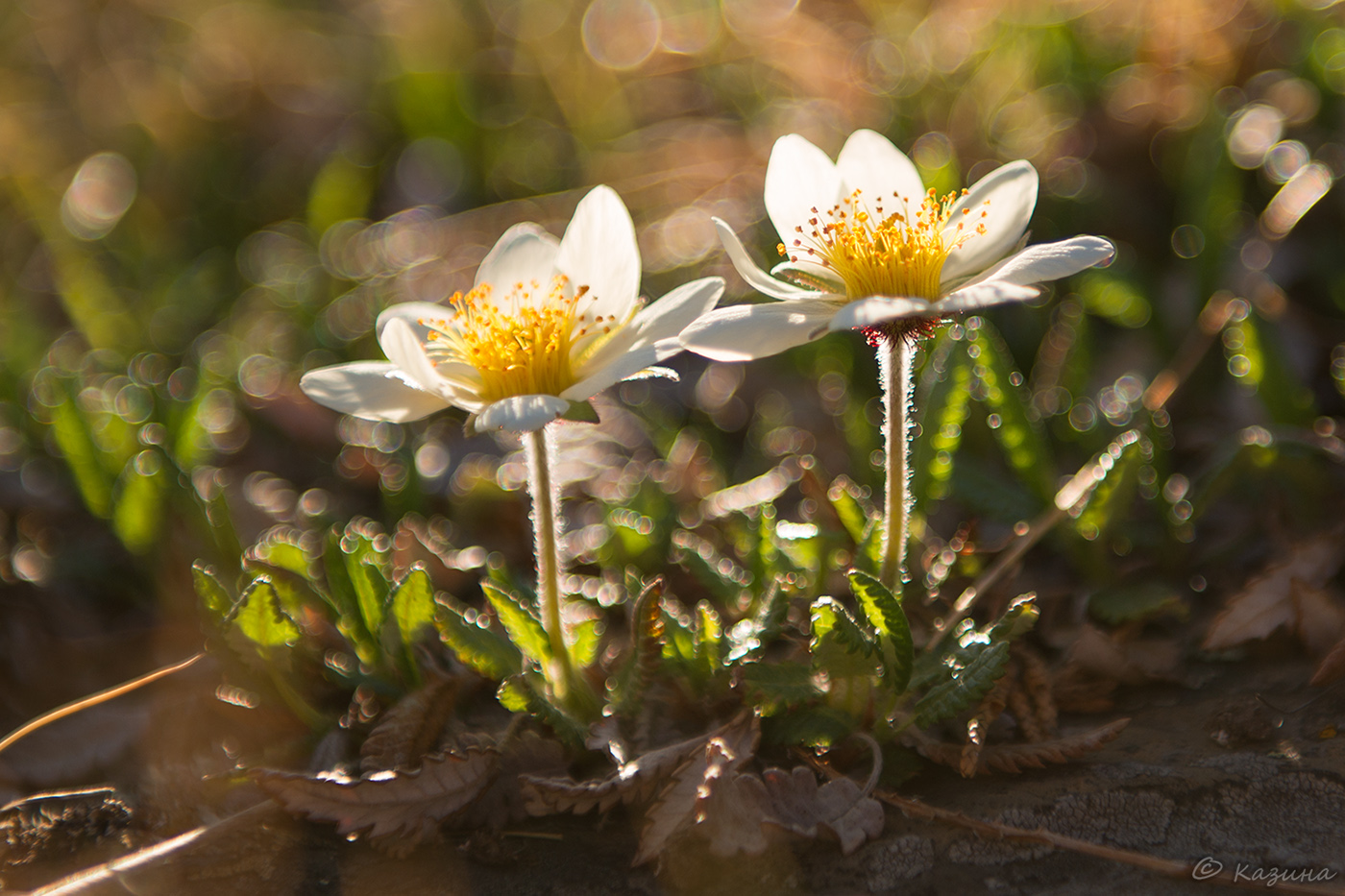 Изображение особи Dryas oxyodonta.