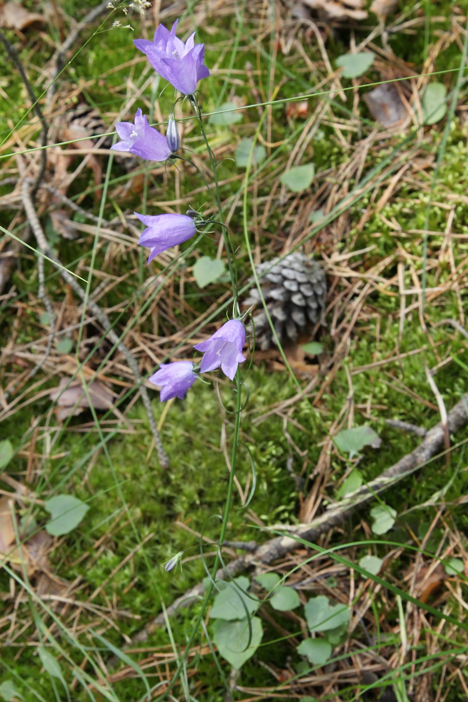 Image of Campanula rotundifolia specimen.