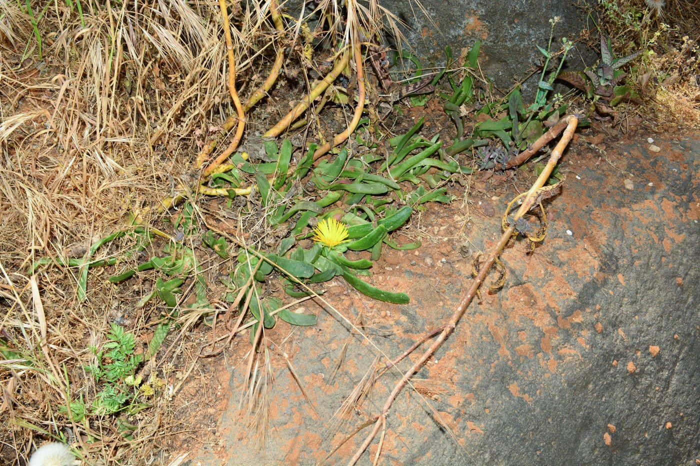 Изображение особи Glottiphyllum linguiforme.