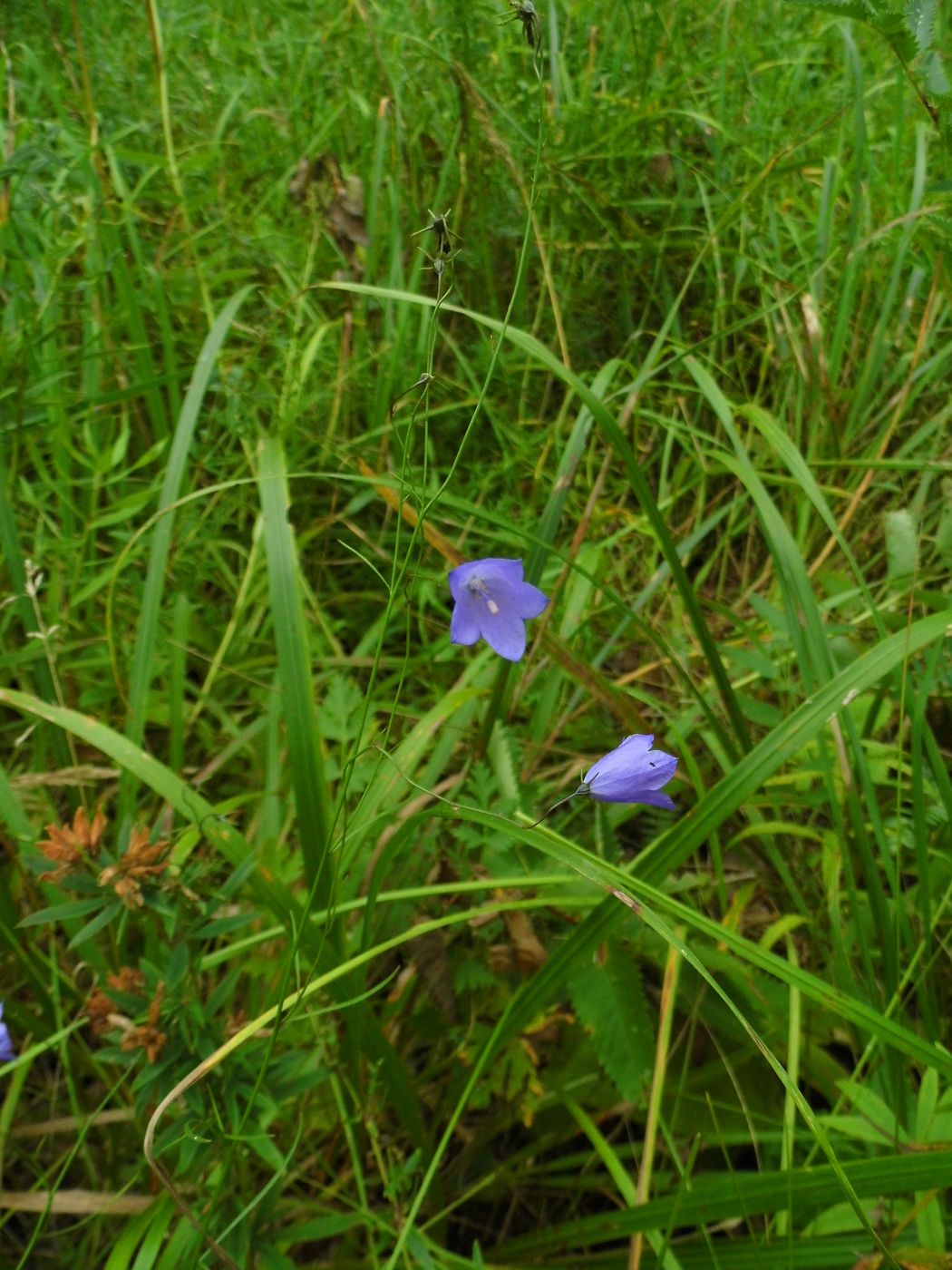 Image of Campanula rotundifolia specimen.