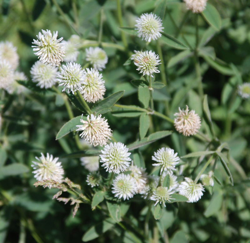 Image of Trifolium montanum specimen.