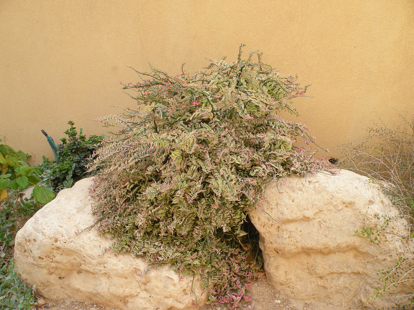 Изображение особи Euphorbia tithymaloides.