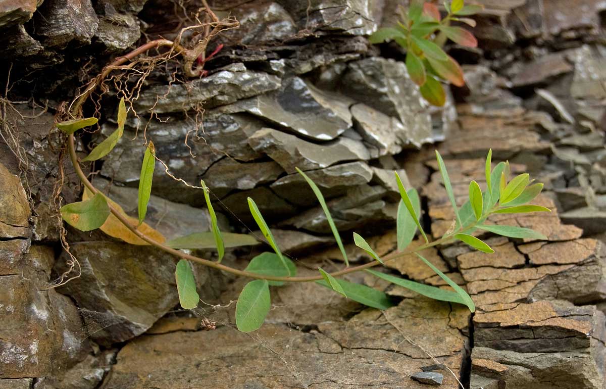 Image of Euphorbia esula specimen.