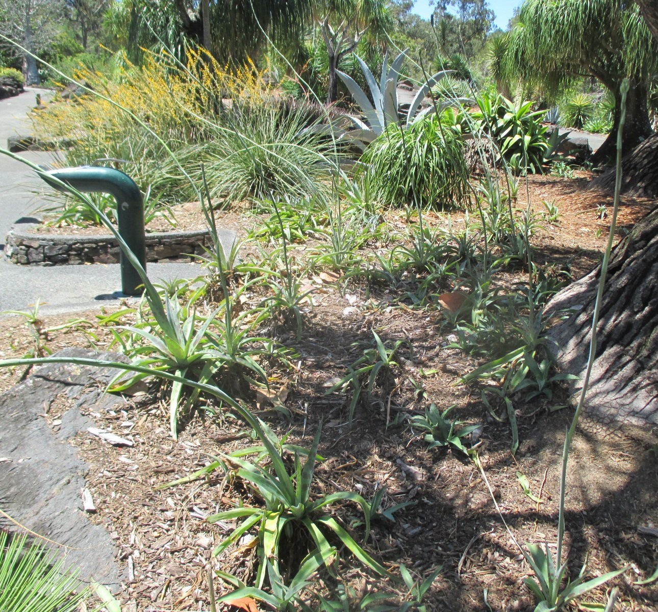 Image of Manfreda variegata specimen.