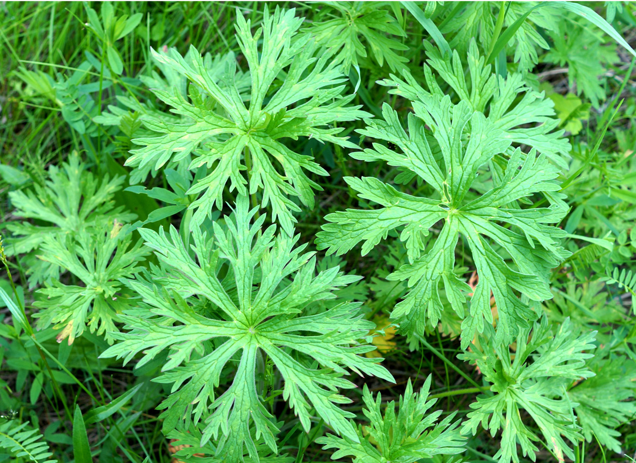 Изображение особи Geranium pratense.