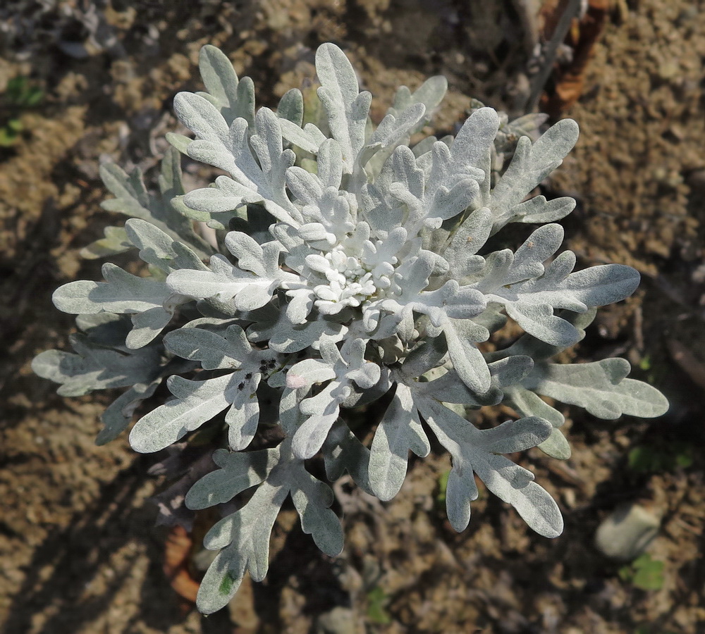 Image of Artemisia stelleriana specimen.