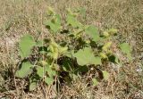 Xanthium orientale