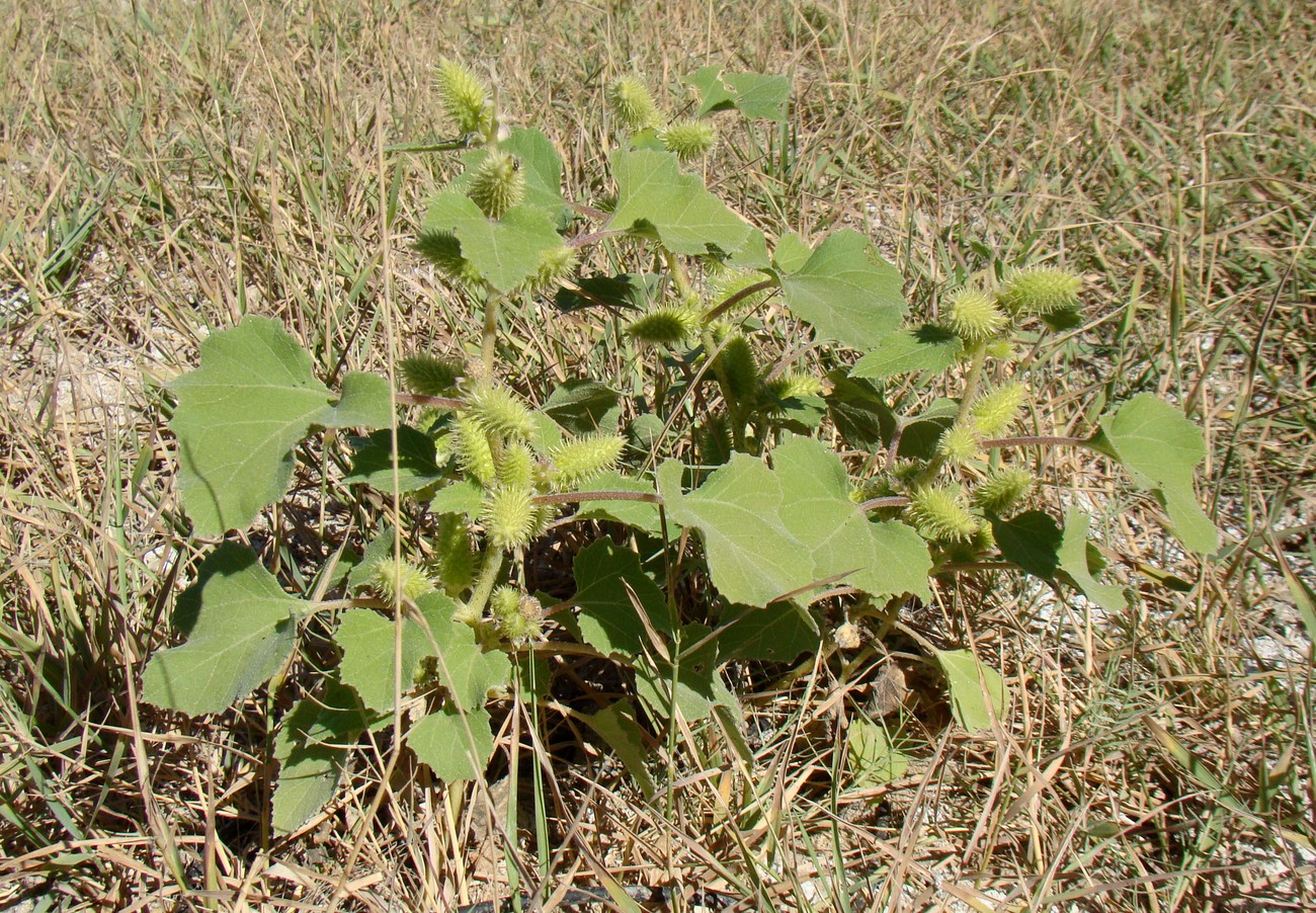 Image of Xanthium orientale specimen.