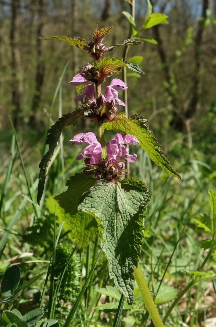 Изображение особи Lamium maculatum.