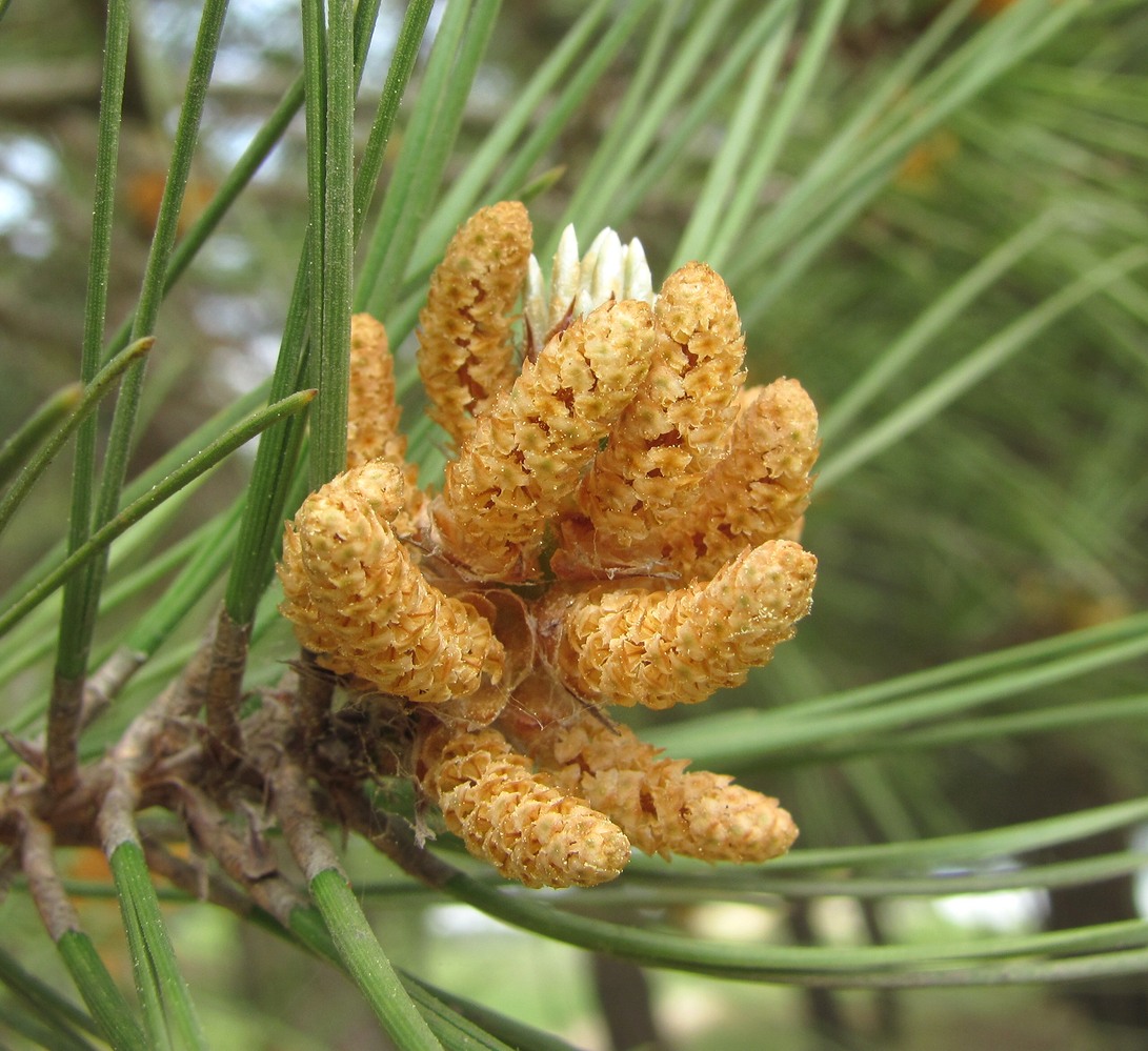 Image of Pinus eldarica specimen.