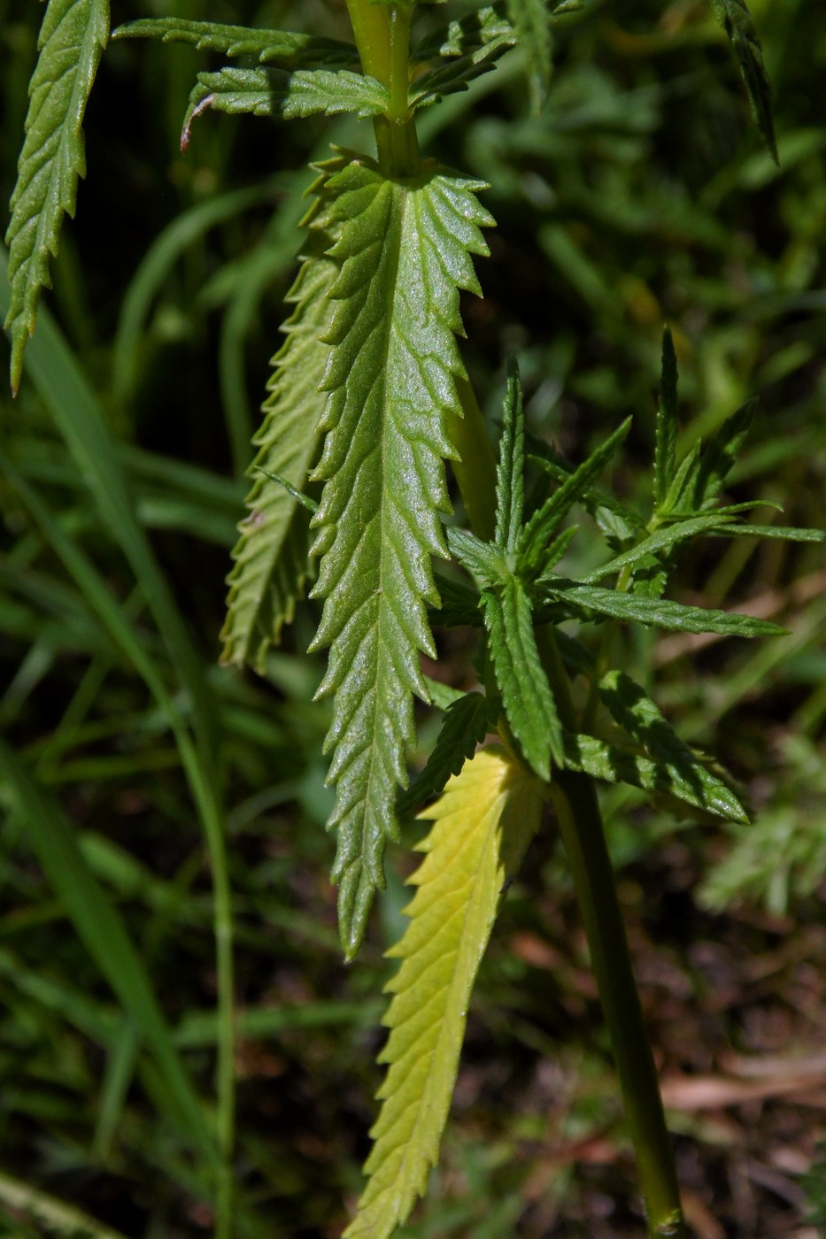 Image of Rhinanthus vernalis specimen.