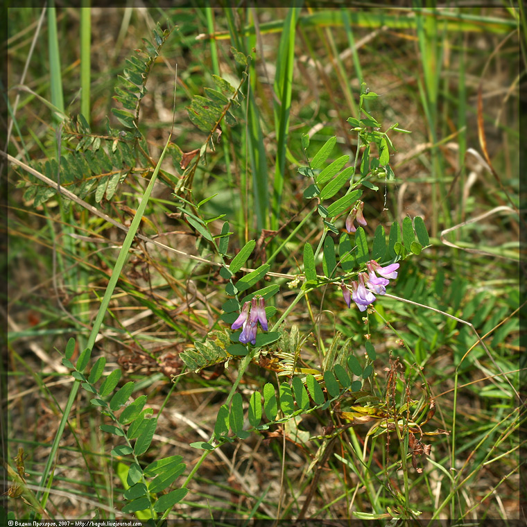 Изображение особи Vicia cassubica.