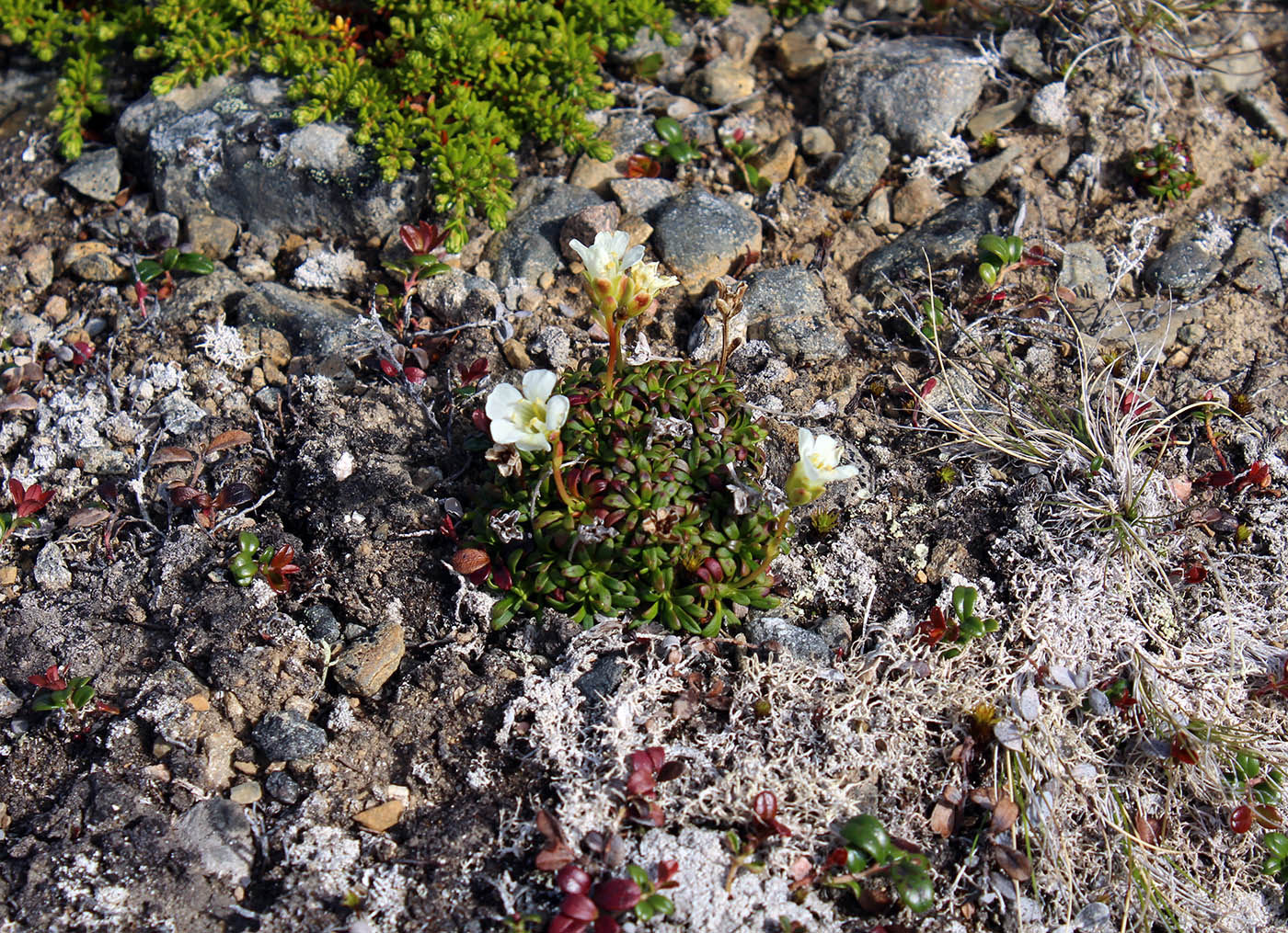 Изображение особи Diapensia lapponica.