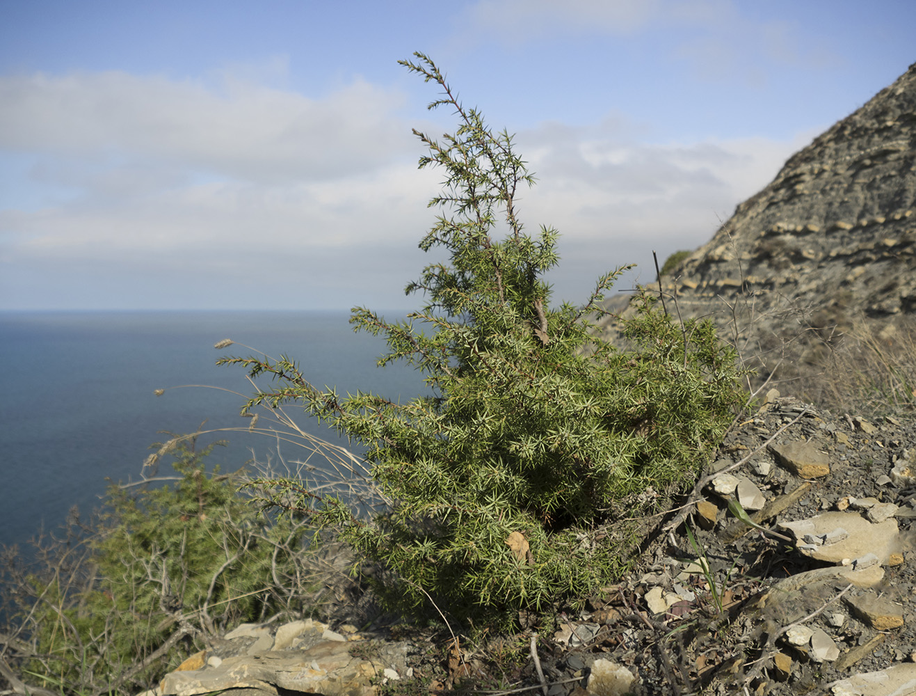 Image of Juniperus deltoides specimen.