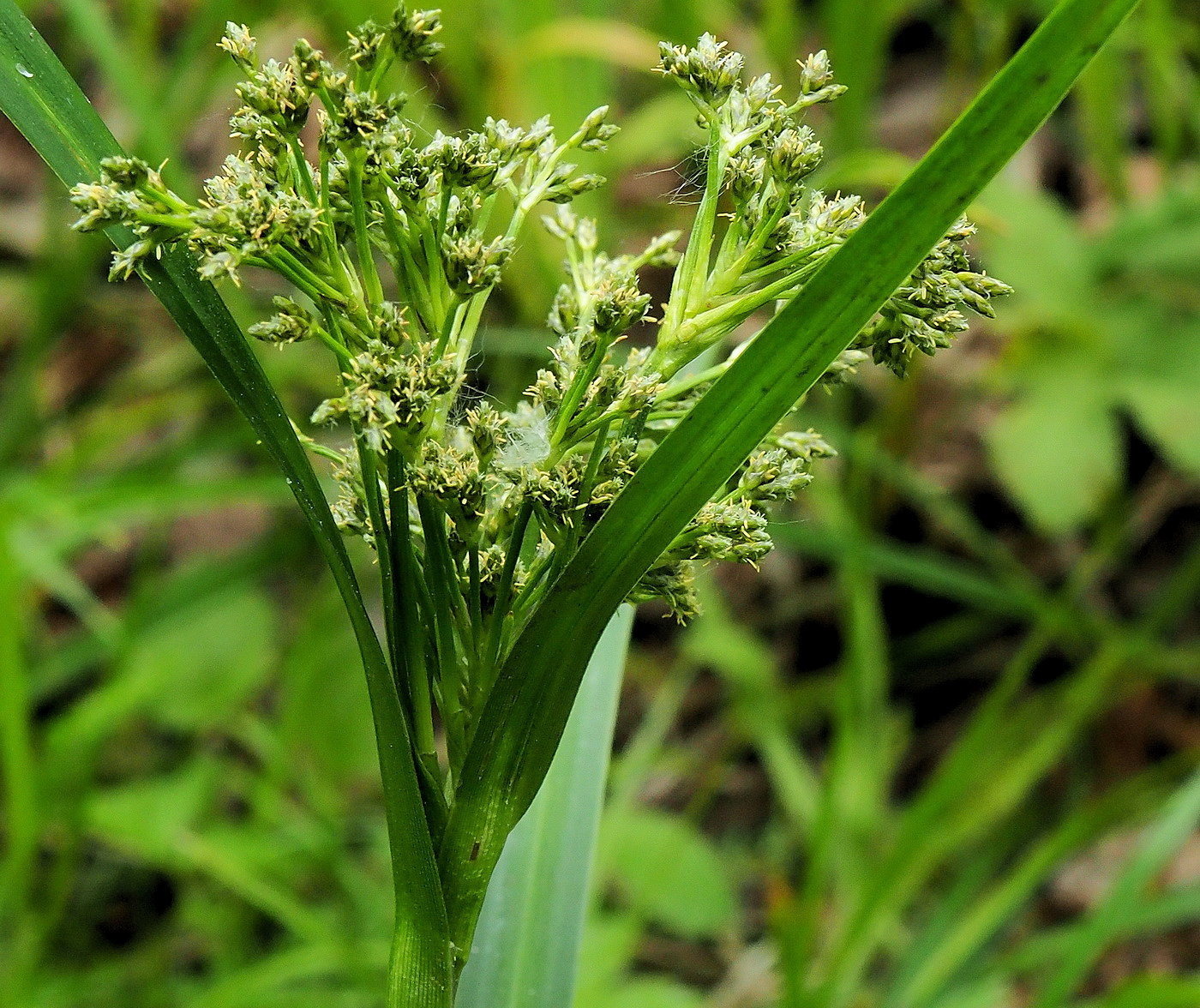 Изображение особи Scirpus orientalis.