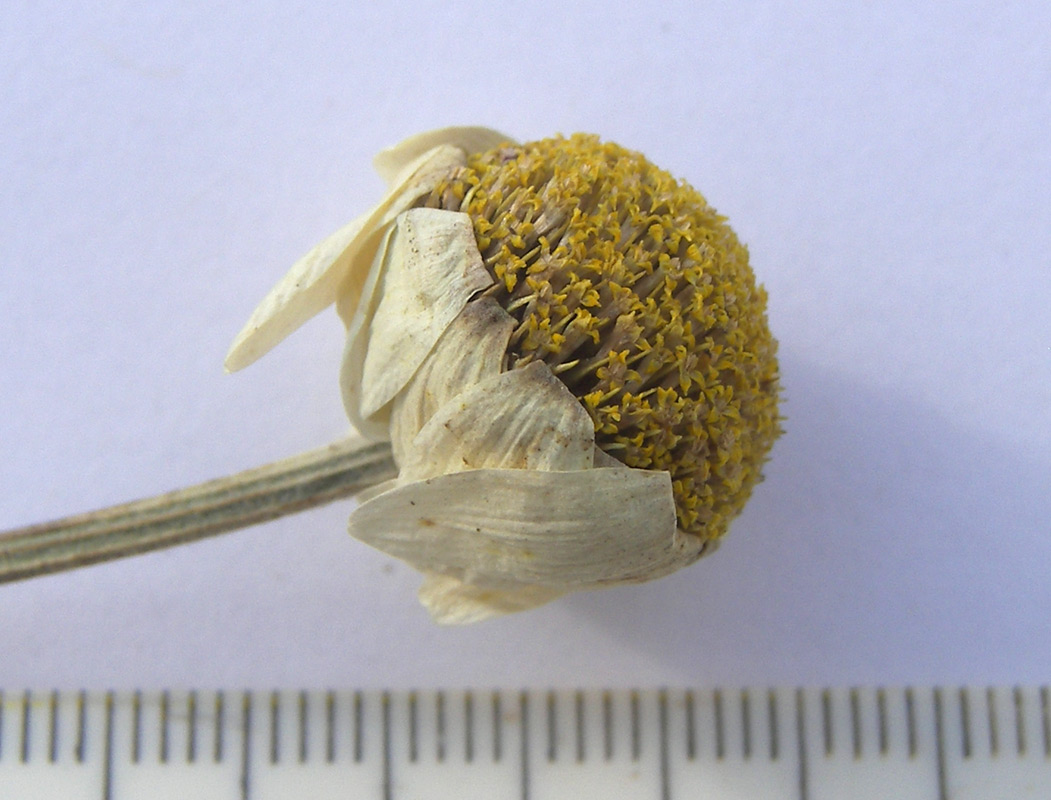 Image of Anthemis woronowii specimen.