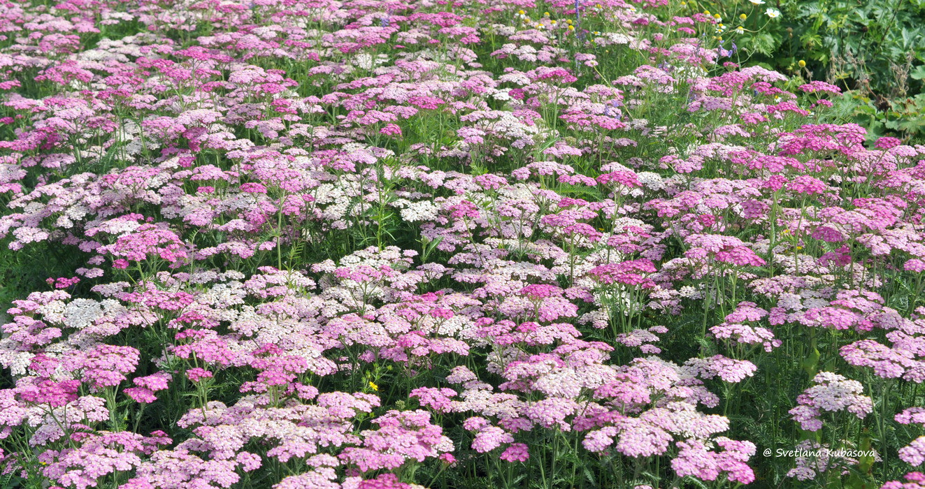 Image of Achillea millefolium specimen.