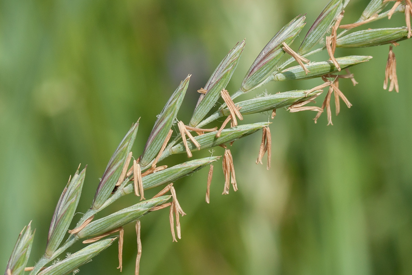 Изображение особи Elytrigia repens.