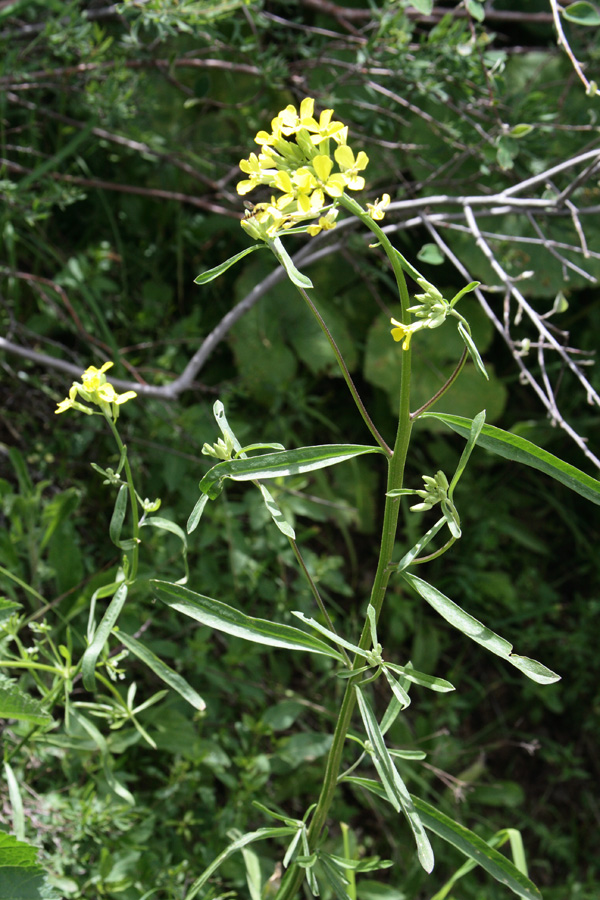 Image of Erysimum canescens specimen.