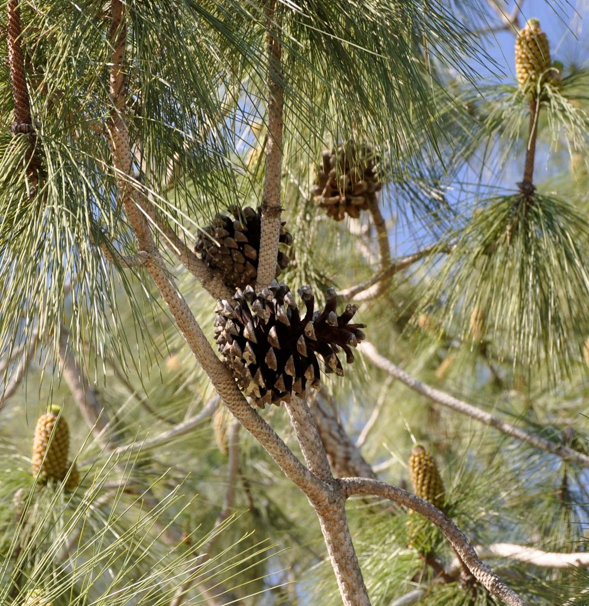 Image of genus Pinus specimen.