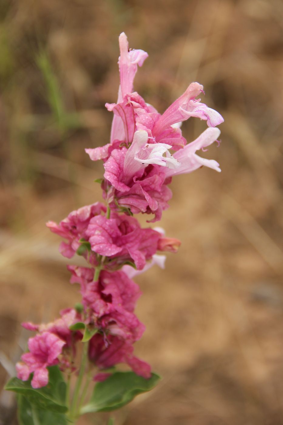 Image of Salvia bucharica specimen.