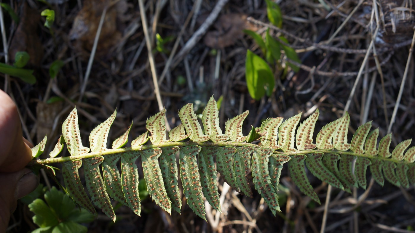 Image of Polystichum lonchitis specimen.