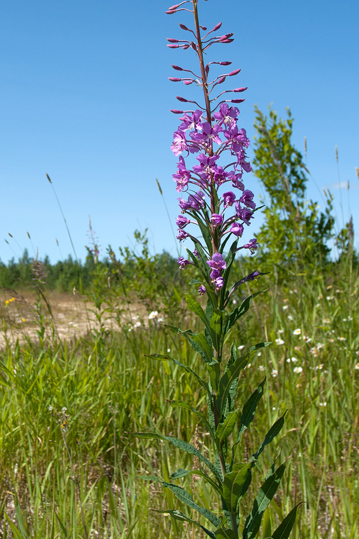 Image of Chamaenerion angustifolium specimen.