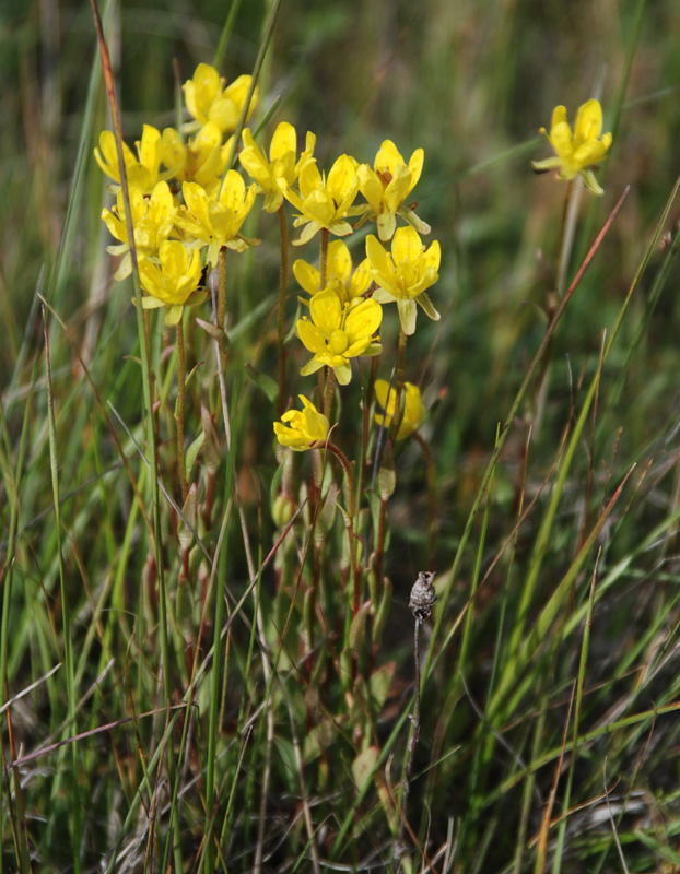 Image of Saxifraga hirculus specimen.