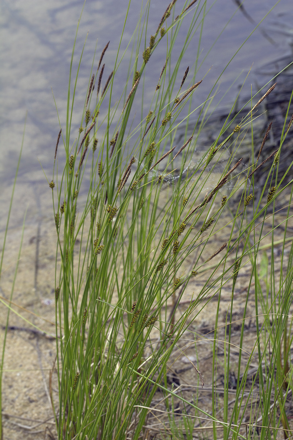 Изображение особи Carex koidzumii.