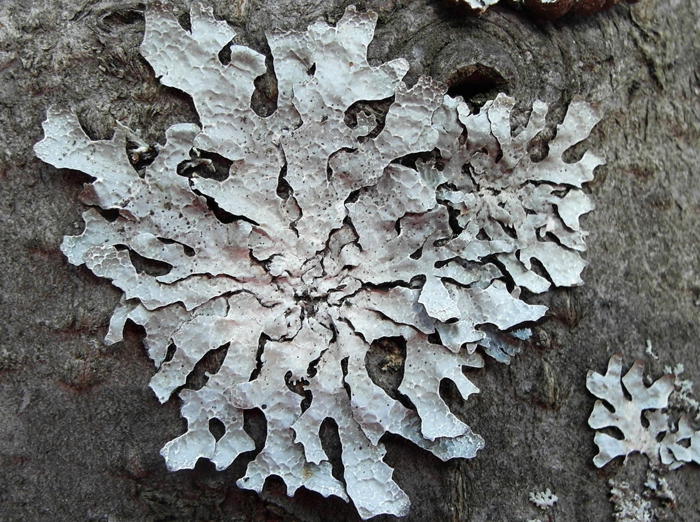 Image of Parmelia sulcata specimen.