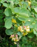 Berberis sphaerocarpa. Верхушка побега с завязывающимися плодами. Кыргызстан, Иссык-Кульский р-н, Семёновское ущелье, около ручья. 01.06.2019.