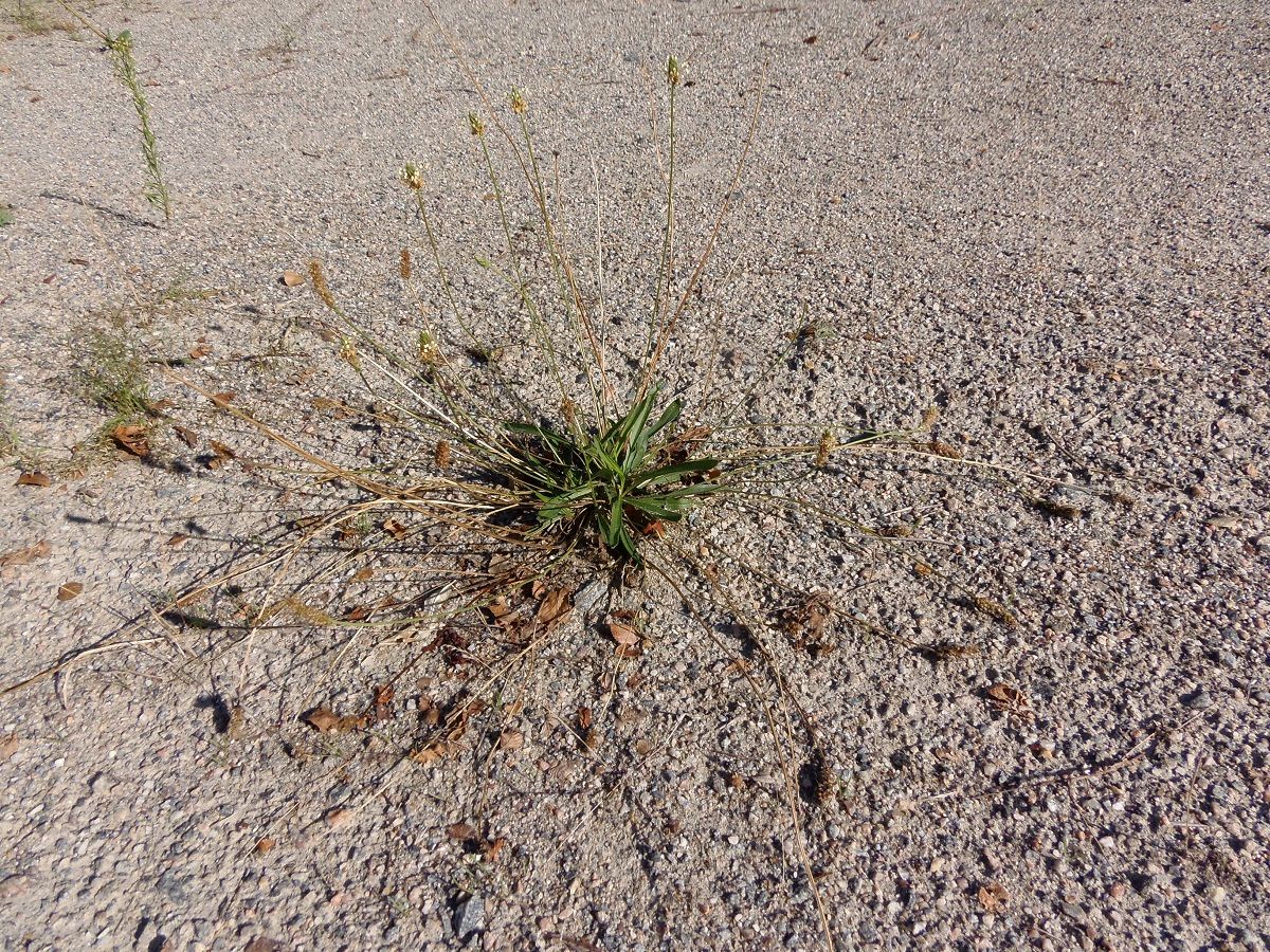 Image of Plantago lanceolata specimen.