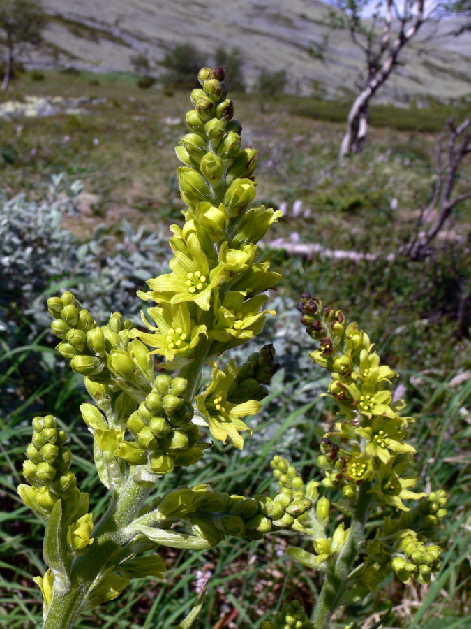 Image of Veratrum lobelianum specimen.