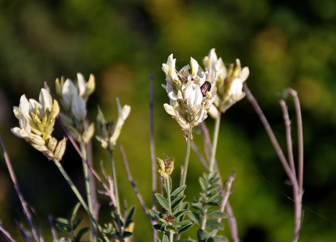 Изображение особи Astragalus albicaulis.