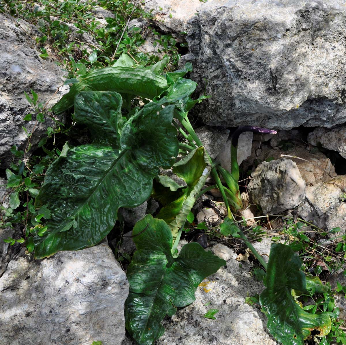 Image of Arum dioscoridis specimen.