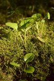 Pyrola rotundifolia