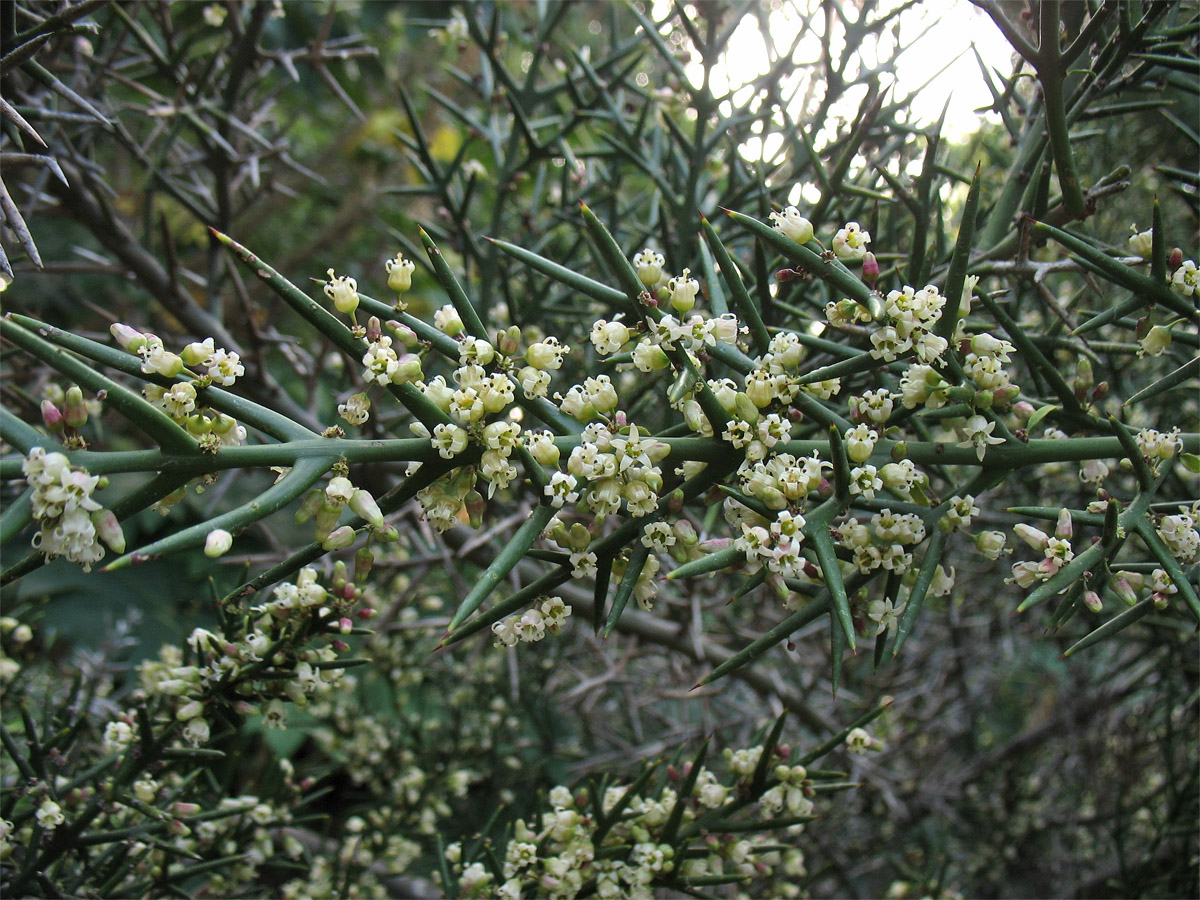 Изображение особи Colletia spinosissima.