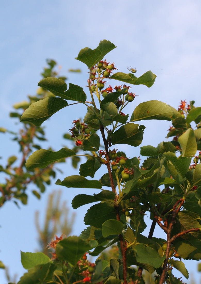 Image of Amelanchier spicata specimen.