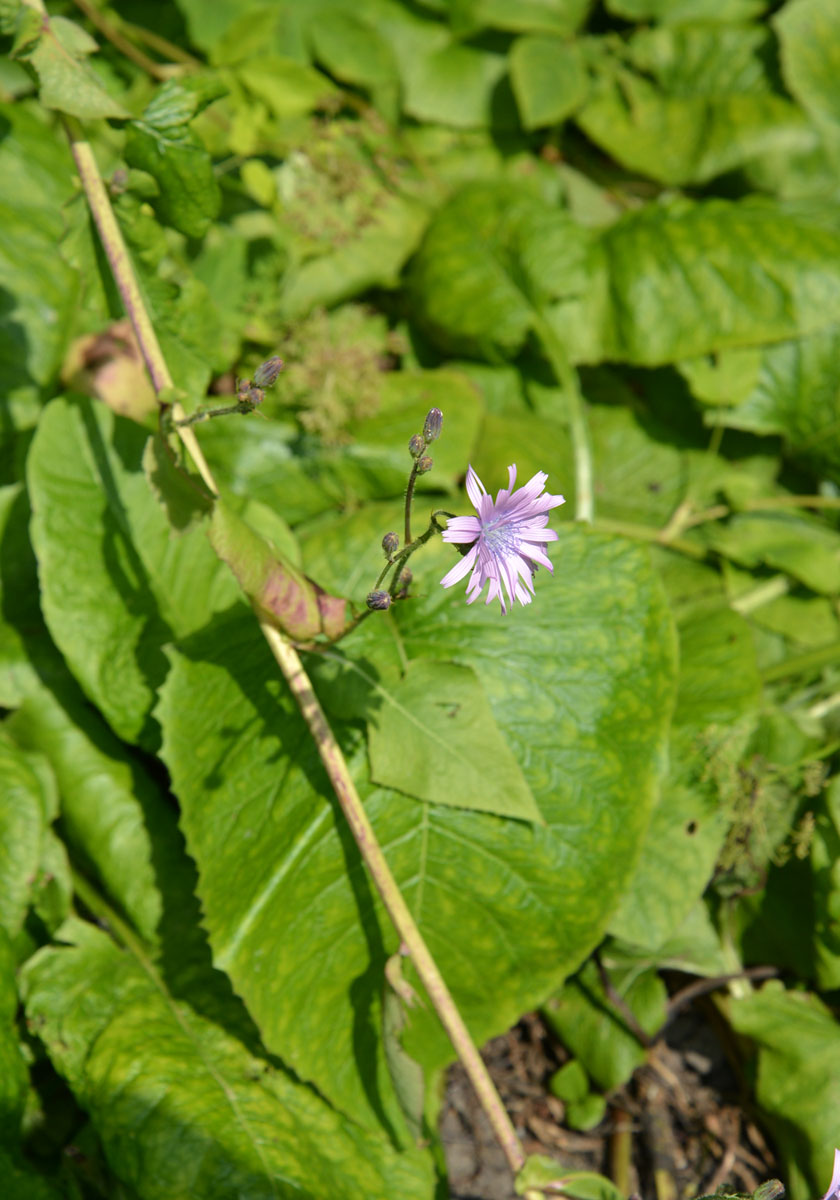 Image of Cicerbita macrophylla specimen.