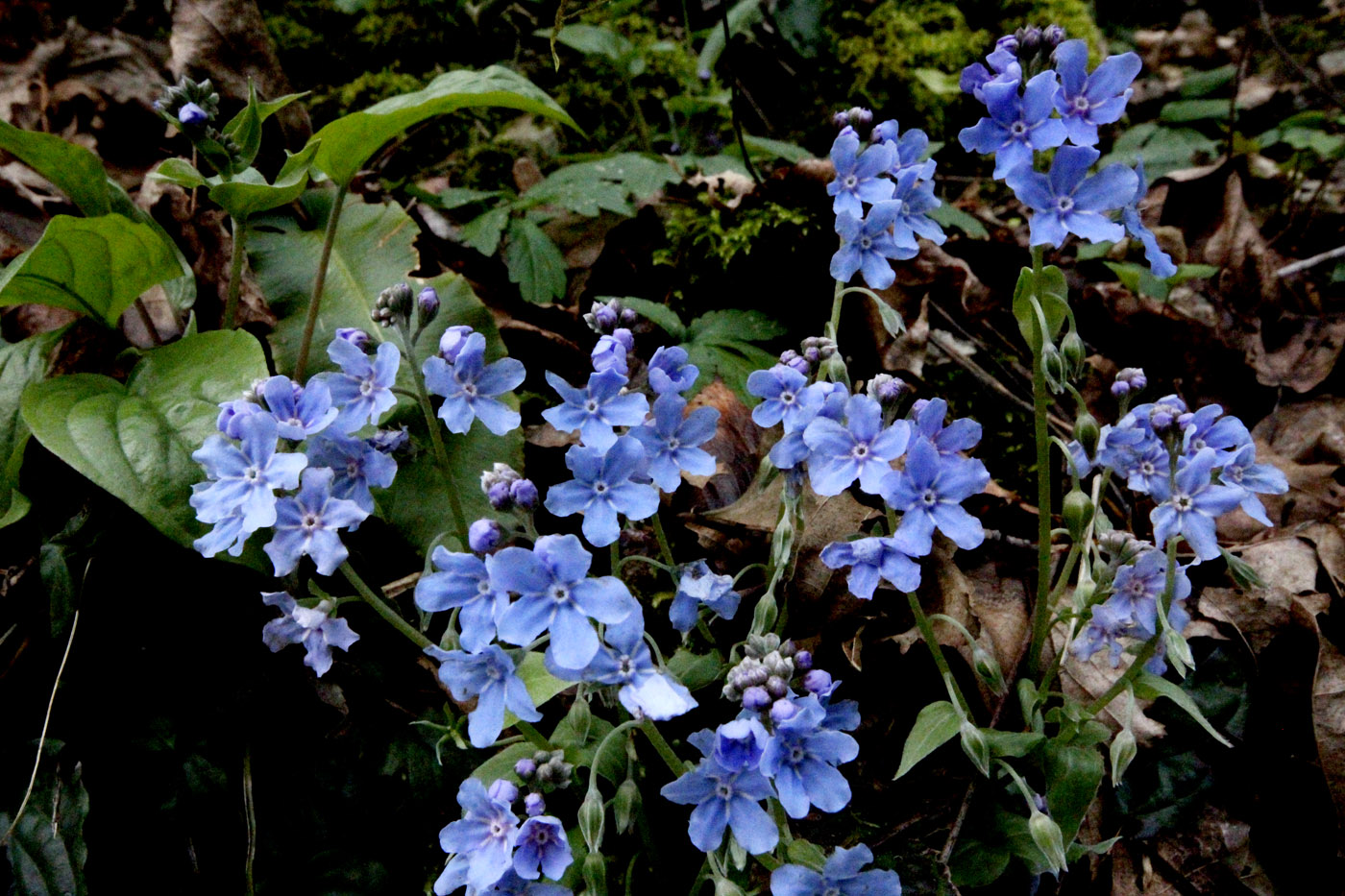 Изображение особи Omphalodes cappadocica.