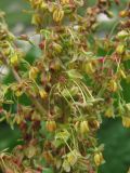 Rumex alpinus. Фрагмент соцветия. Кабардино-Балкария, Эльбрусский р-н, долина р. Ирикчат, ок. 2650 м н.у.м., субальпийский луг. 06.07.2020.