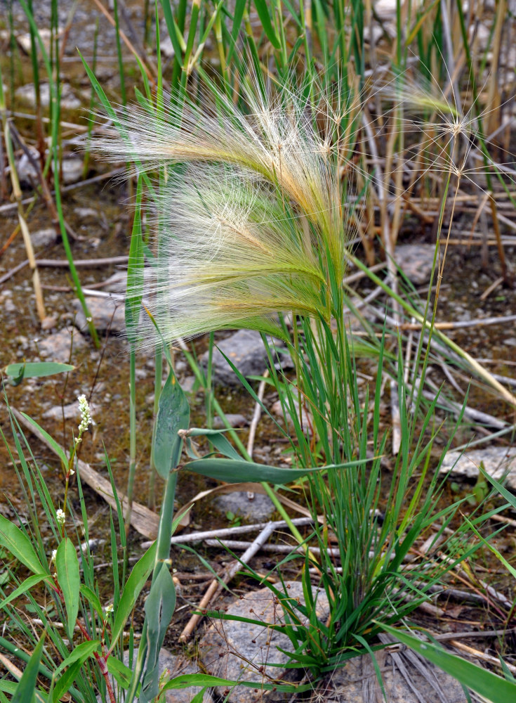 Image of Hordeum jubatum specimen.