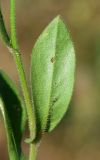 Crepis subspecies turkestanica
