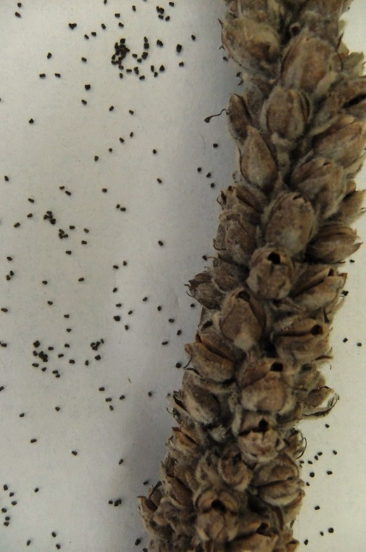 Image of Verbascum thapsus specimen.