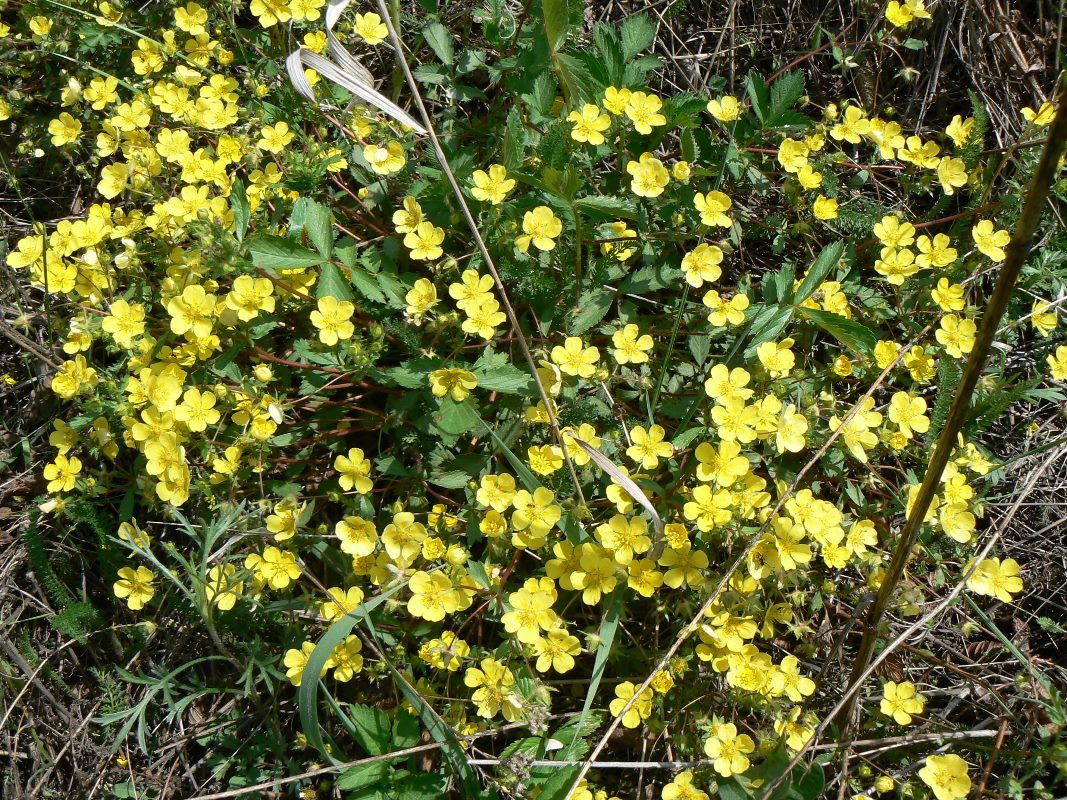 Изображение особи род Potentilla.