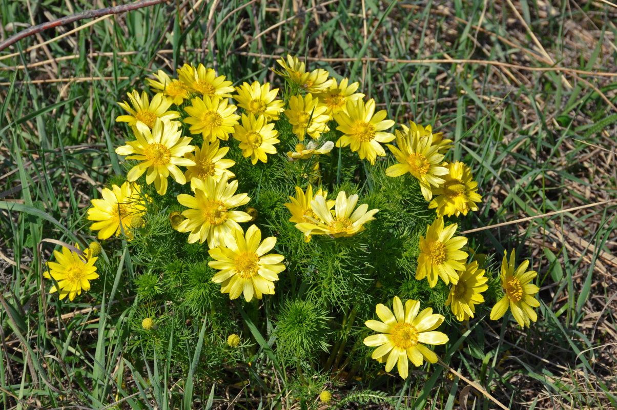 Изображение особи Adonis vernalis.